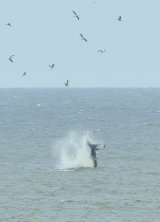 Humpback Whale off East coast of Norfolk