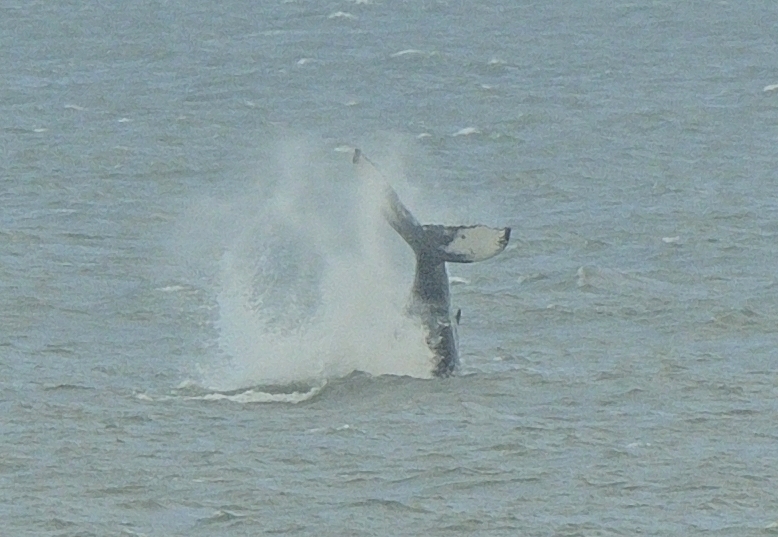 Humpback Whale Norfolk Baz scampion