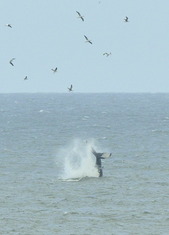 Humpback Whale tail slapping and showing underside of Flukes from Norfolk coast at Sea Palling