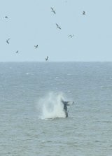 Humpback Whale tail slapping and showing underside of Flukes from Norfolk coast at Sea Palling