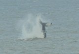 Humpback Whale Norfolk Baz scampion