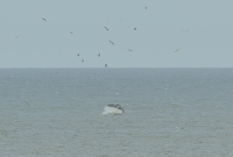 Humpback Whale showing Flukes off East Norfolk by Baz Scampion