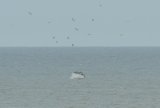 Humpback Whale showing Flukes off East Norfolk by Baz Scampion