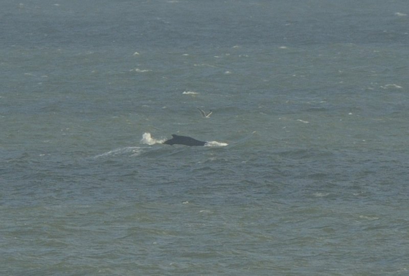 Hupback Whale diving off Norfolk United Kingdom in November 2014
