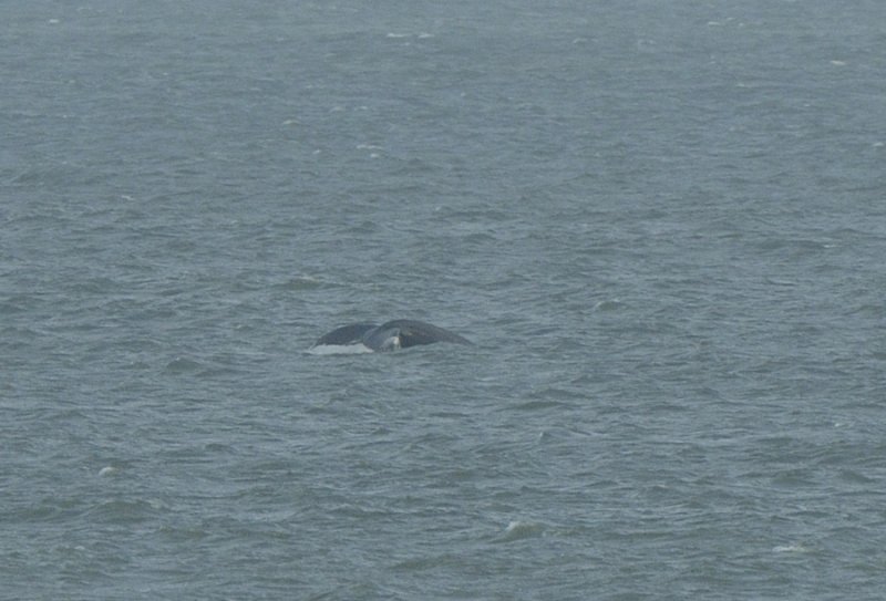 Humpback Whale off Norfolk coast
