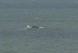 Hupback Whale diving off Norfolk United Kingdom in November 2014