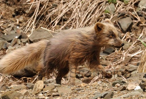 Arctic Fox