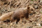 Arctic Fox