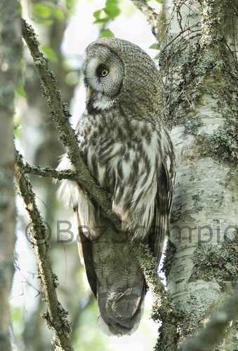 Great grey Owl