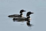 Pair Great Northern Divers