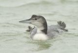 Juvenile winter Great northern Diver