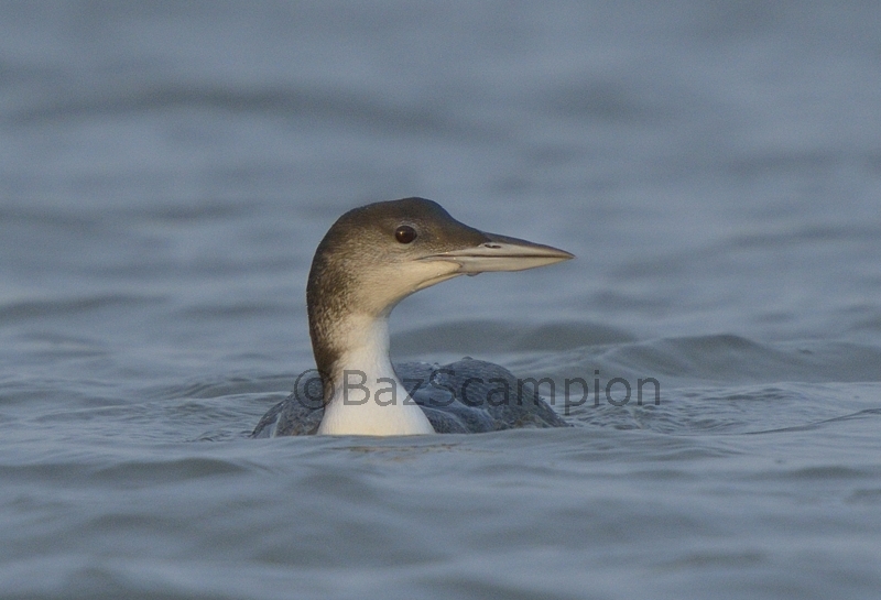 Great Northern Diver
