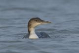 Great Northern Diver