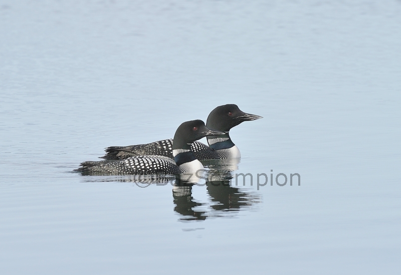 Pair of Great-northern Divers
