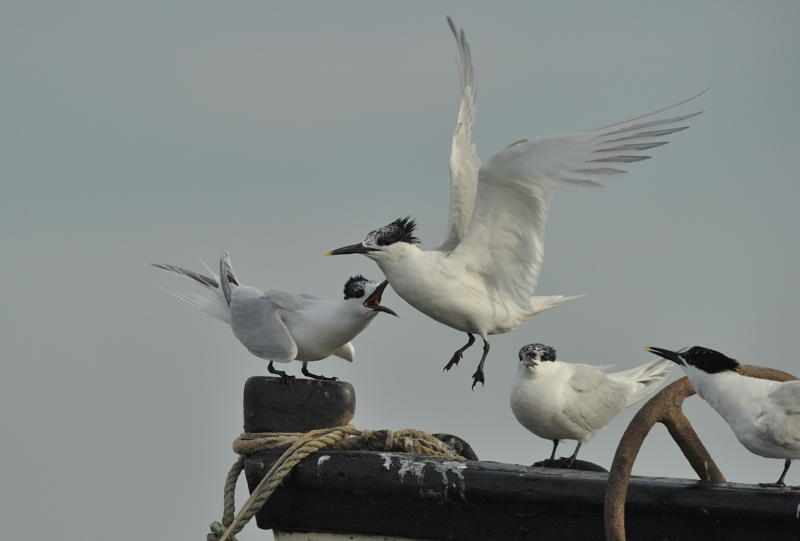 Sandwich Terns in Brancaster Harbour