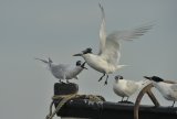 Sandwich Terns in Brancaster Harbour