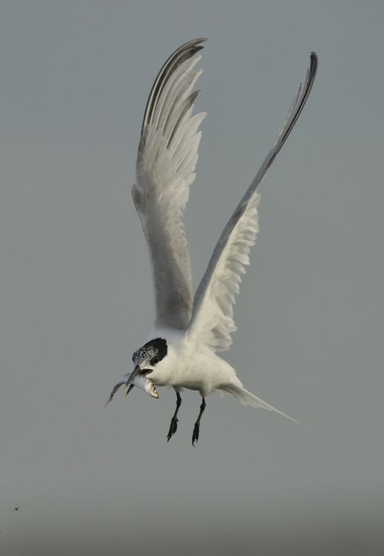 Sandwich Tern carrying a Sprat Brancaster Harbour Scolt Head Island