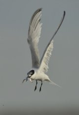 Sandwich Tern carrying a Sprat Brancaster Harbour Scolt Head Island