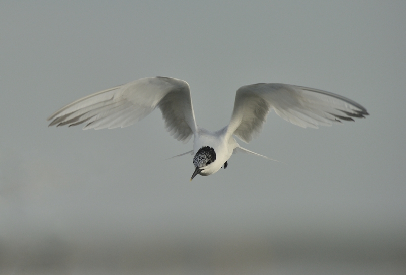 Sandwich Tern in Flight Scolt Head Island, North Norfolk