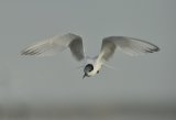 Sandwich Tern in Flight Scolt Head Island, North Norfolk