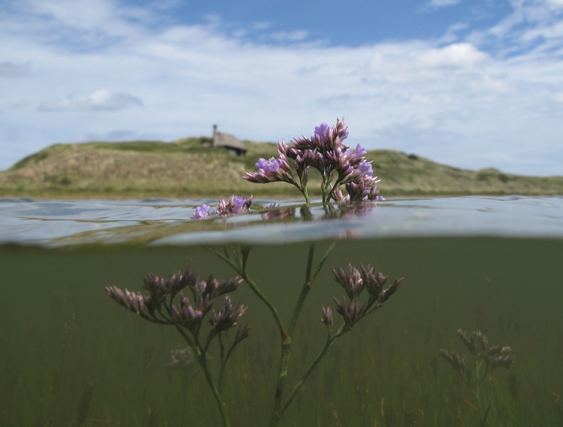 Common Sea Lavender and the Hut