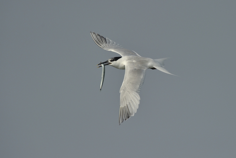 Sandwich Tern in Flight carrying a Sand Eel