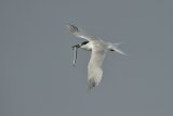 Sandwich Tern in Flight carrying a Sand Eel