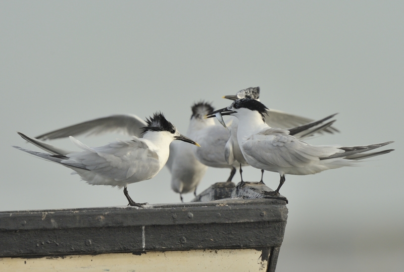 Sandwich Terns in Brancaster Harbour