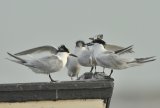 Sandwich Terns in Brancaster Harbour