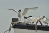 Sandwich Terns in Brancaster Harbour