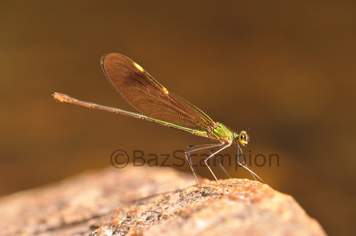 Oriental Green-wing. Neurobasis chinensis.