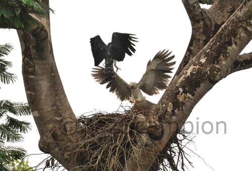 Harpy Eagles Harpia harpyja