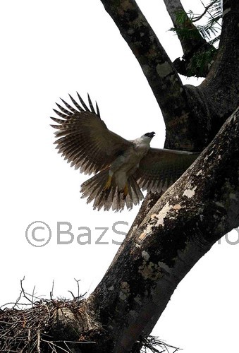 Juvenile Harpy Eagle