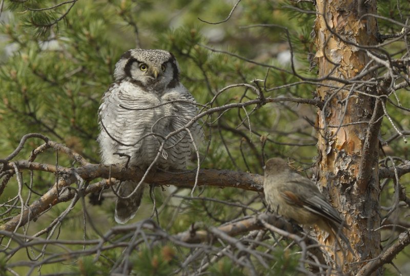 Hawk Owl mobbed by Siberian Jay
