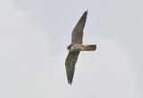 Hobby hunting insects at Lakenheath