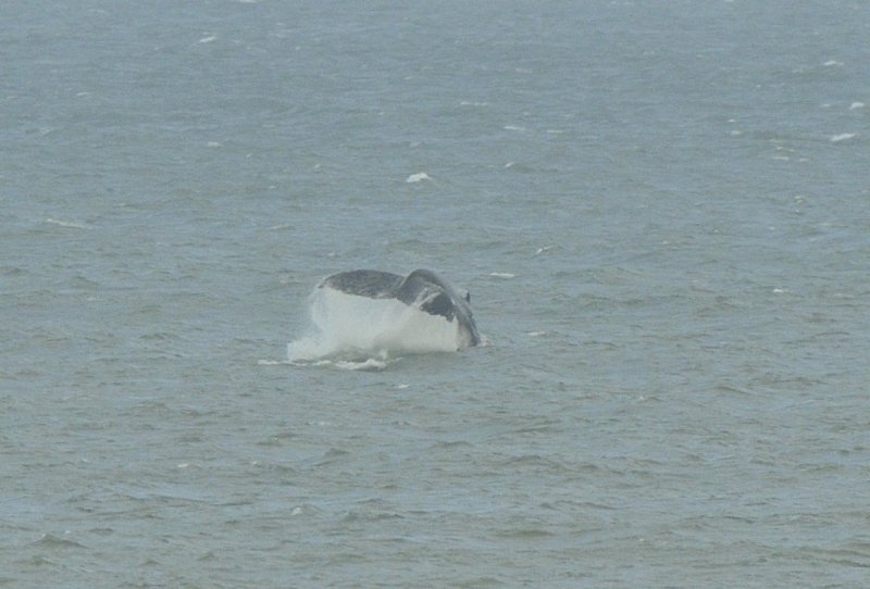 Humpack Whale showing flukes off Norfolk UK