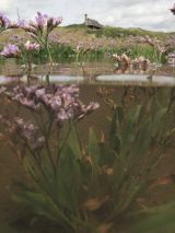 Common sea lavender