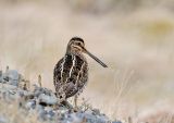 Common Snipe