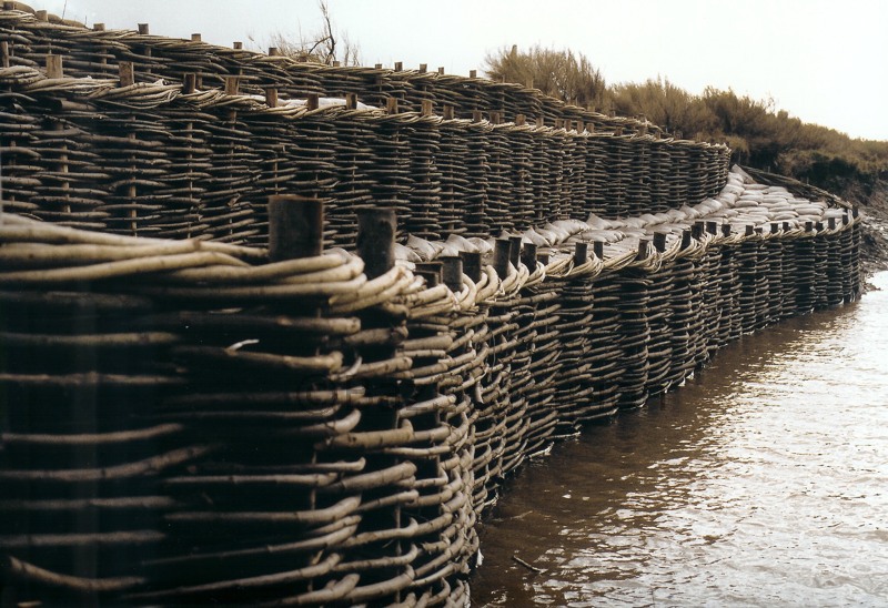 Burnham willow erosion control spiling at Burnham Overy Staithe