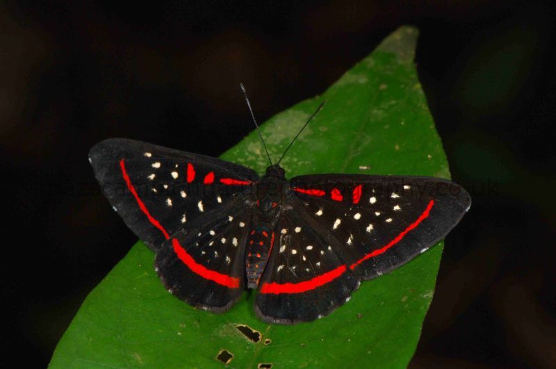 Meneria Metalmark Amarynthis meneria