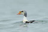 King Eider