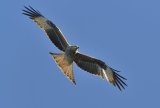 Red Kite