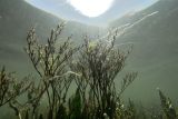Lax-flowered Sea-Lavender