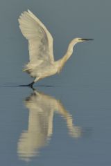 Little Egret taking flight