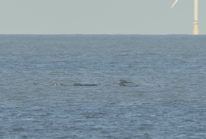 Long-finned pilot Whales off Salthouse Norfolk