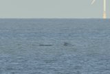 Long-finned pilot Whales off Salthouse Norfolk