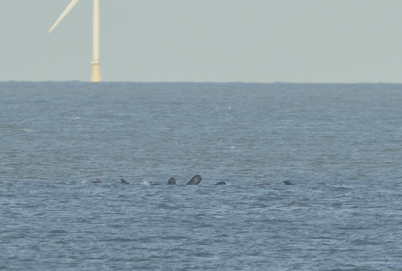Pod of Long-finned Pilot Whales off Salthouse Norfolk some Spy hopping.