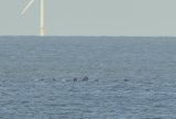 Pod of Long-finned Pilot Whales off Salthouse Norfolk some Spy hopping.
