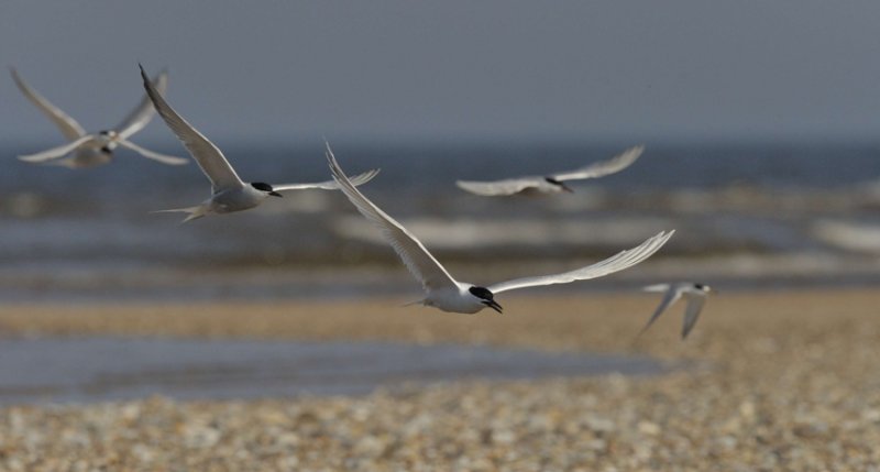 Terns on far point Scolt Head Island