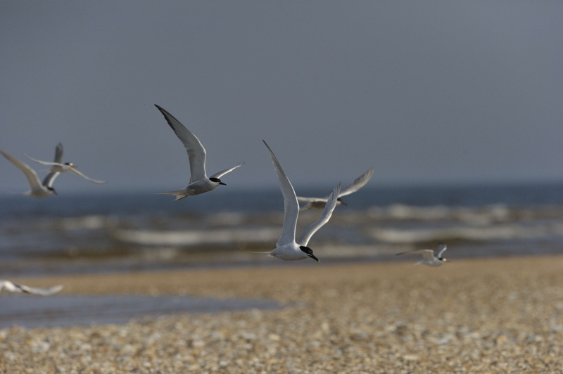 Possible Eastern Common Tern Sterna hirundo longipennis The Brancaster Eastern Common Tern